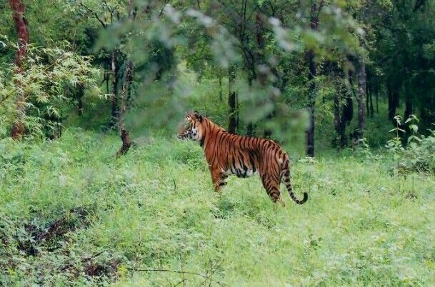 Shimoga Forest